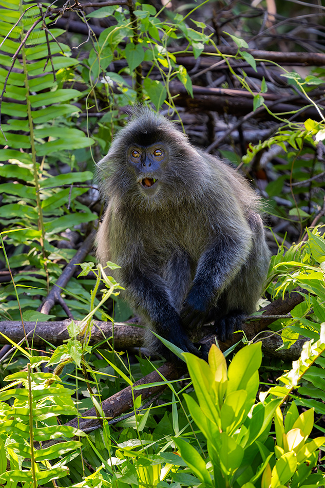 hulman stříbrný - Trachypithecus cristatus