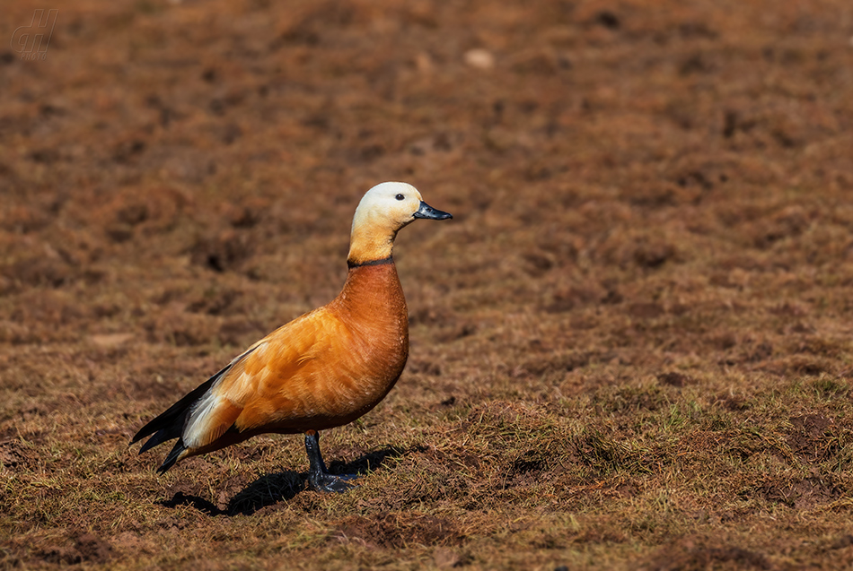 husice rezavá - Tadorna ferruginea