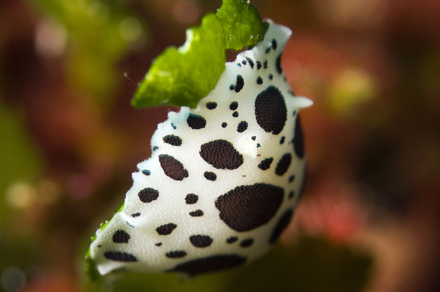 hvězdnatka leopardí - Peltodoris atromaculata