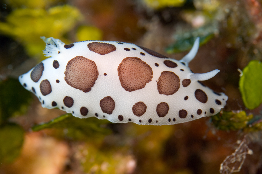 hvězdnatka leopardí - Peltodoris atromaculata