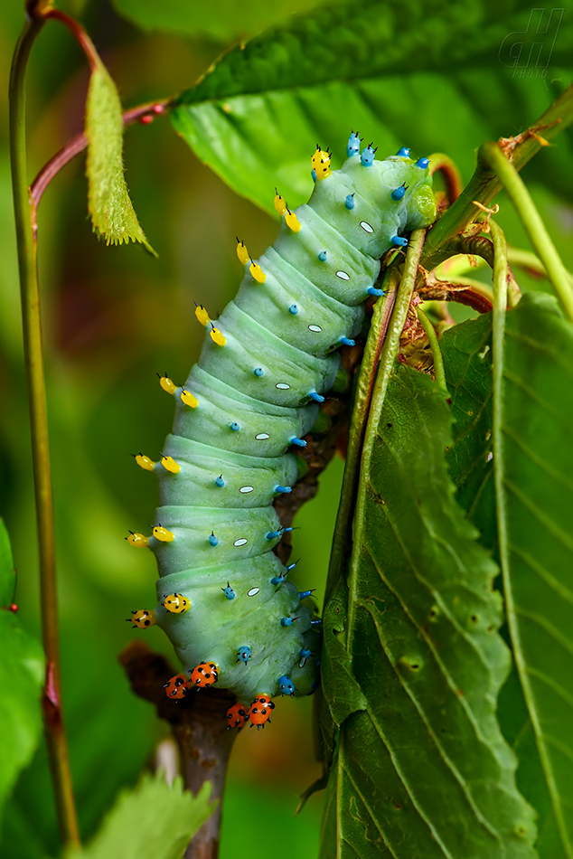 Hyalophora cecropia