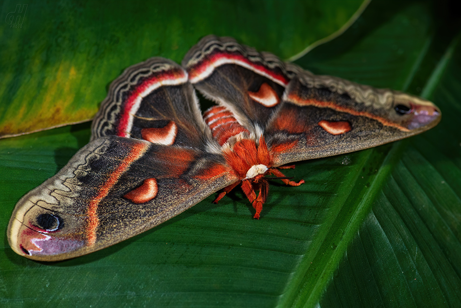 Hyalophora cecropia