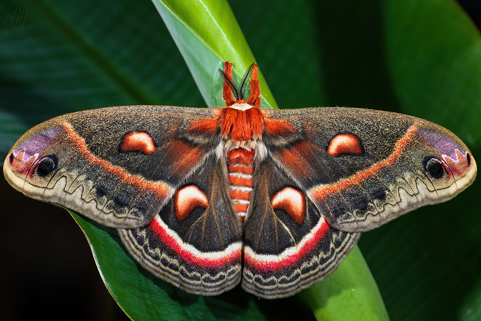 Hyalophora cecropia