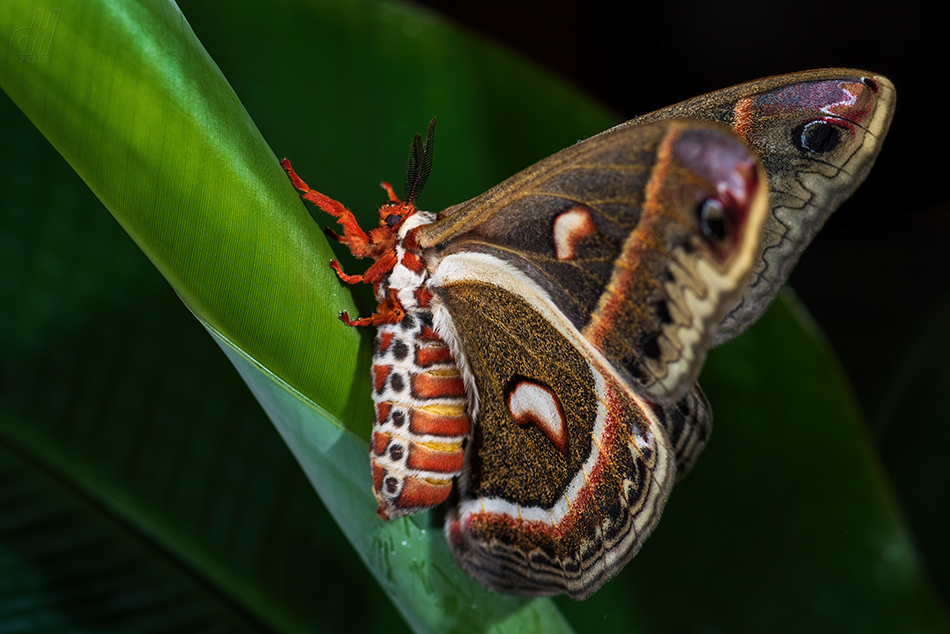 Hyalophora cecropia