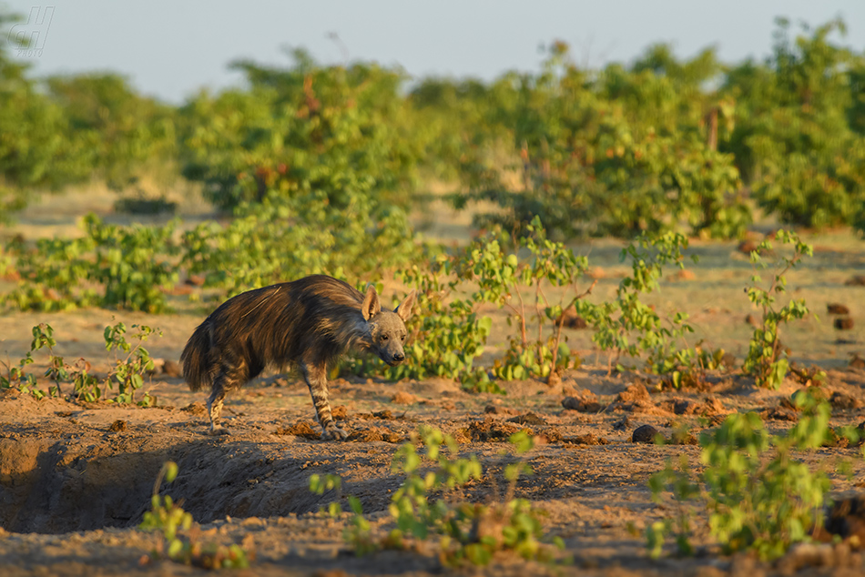 hyena čabraková - Hyaena brunnea