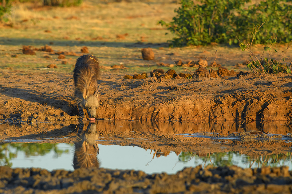 hyena čabraková - Hyaena brunnea