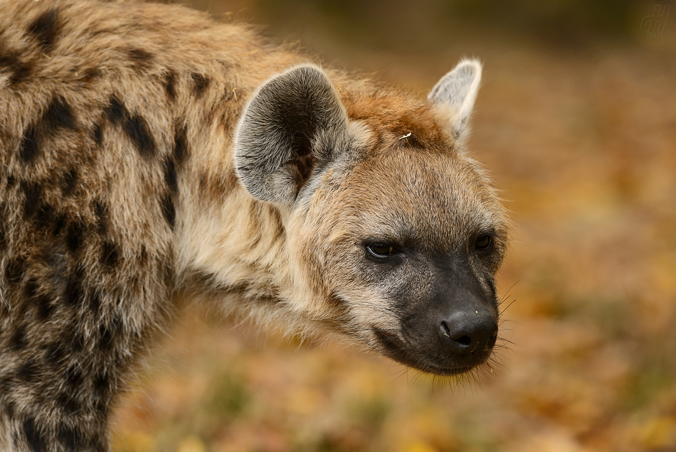 hyena skvrnitá - Crocuta crocuta