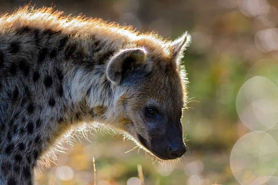 hyena skvrnitá - Crocuta crocuta