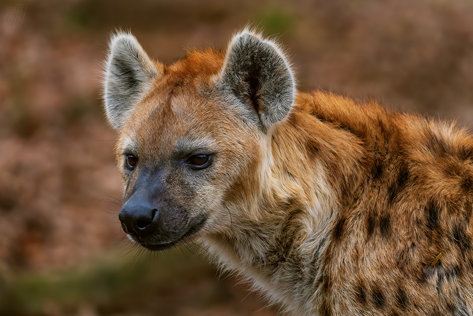 hyena skvrnitá - Crocuta crocuta