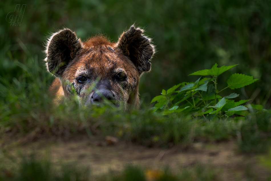 hyena skvrnitá - Crocuta crocuta