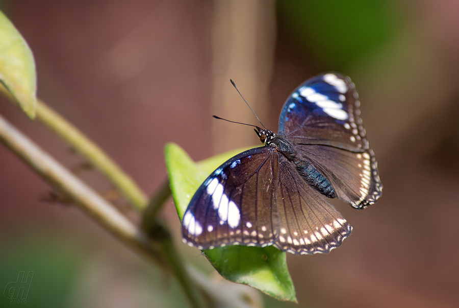 Hypolimnas bolina