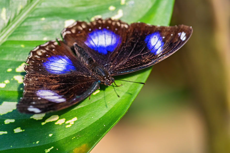 Hypolimnas bolina