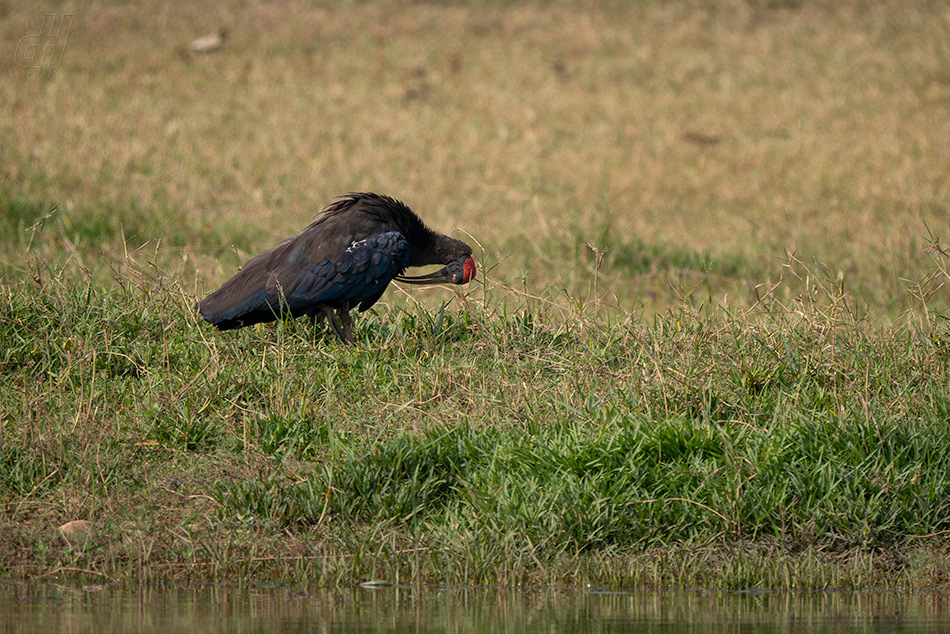 ibis bradavičnatý - Pseudibis papillosa