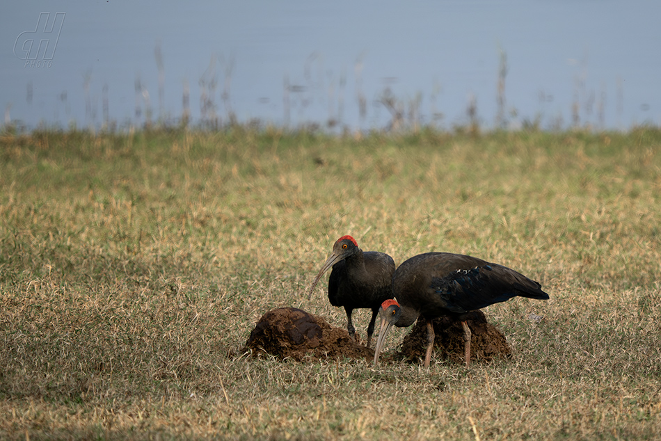 ibis bradavičnatý - Pseudibis papillosa