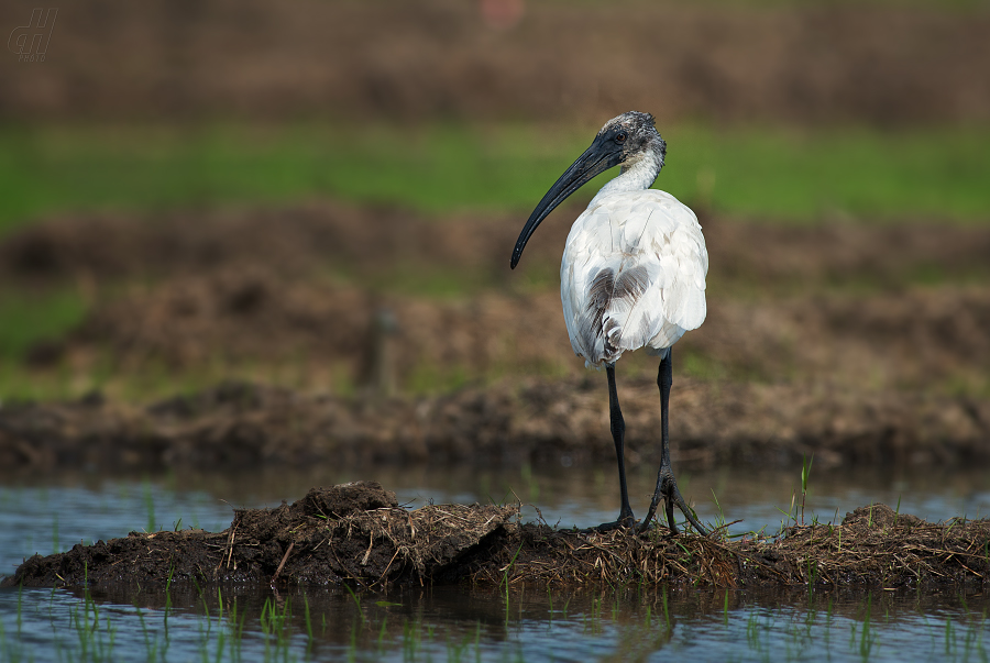 ibis černohlavý - Threskiornis melanocephalus