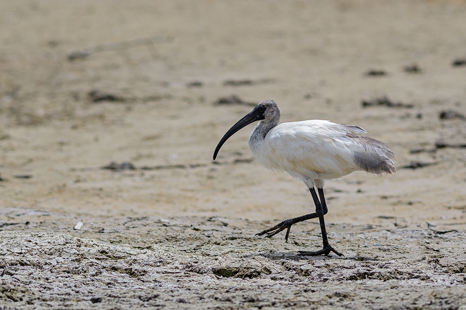 ibis černohlavý - Threskiornis melanocephalus