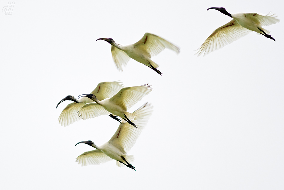 ibis černohlavý - Threskiornis melanocephalus