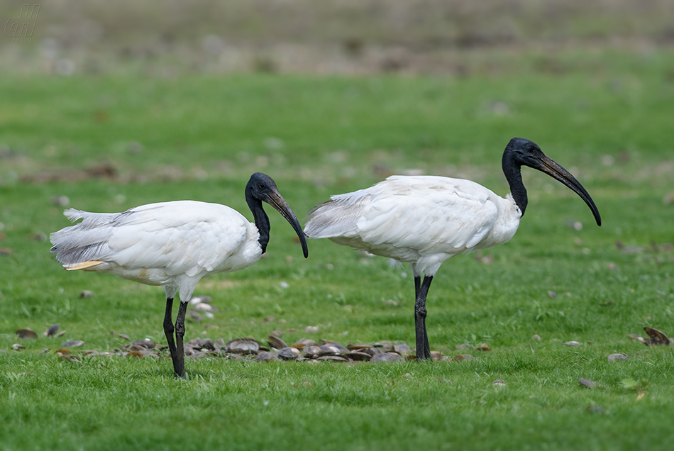 ibis černohlavý - Threskiornis melanocephalus