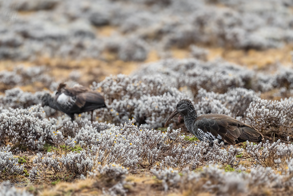 ibis etiopský - Bostrychia carunculata