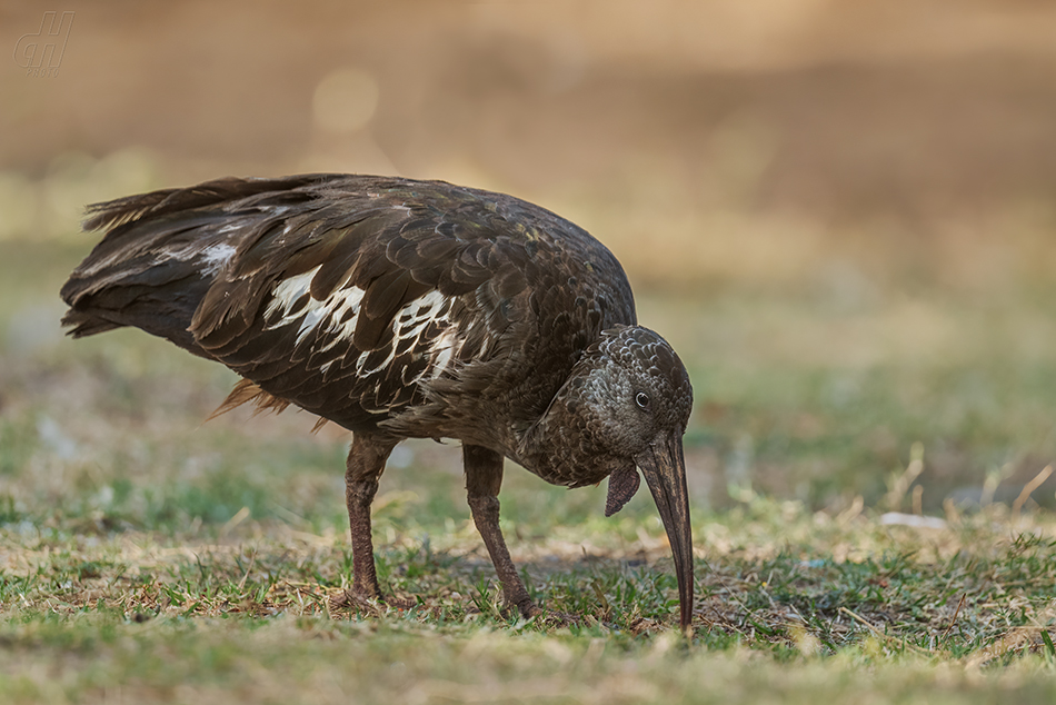 ibis etiopský - Bostrychia carunculata