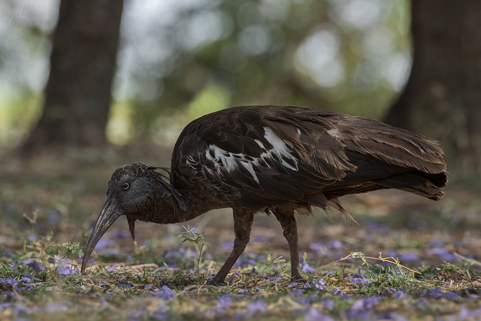 ibis etiopský - Bostrychia carunculata