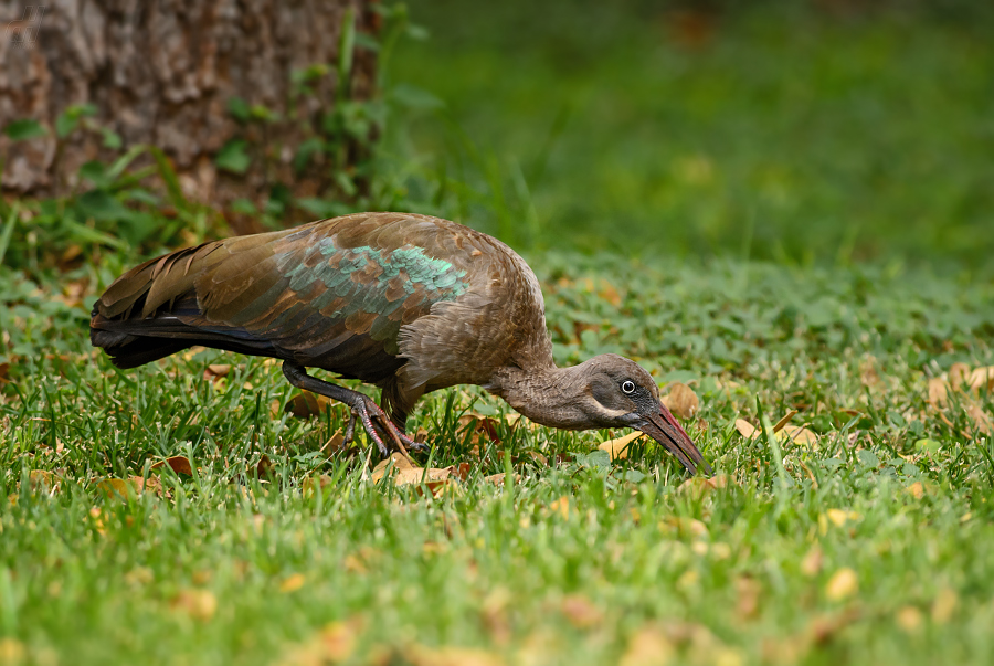 ibis hagedaš - Bostrychia hagedash