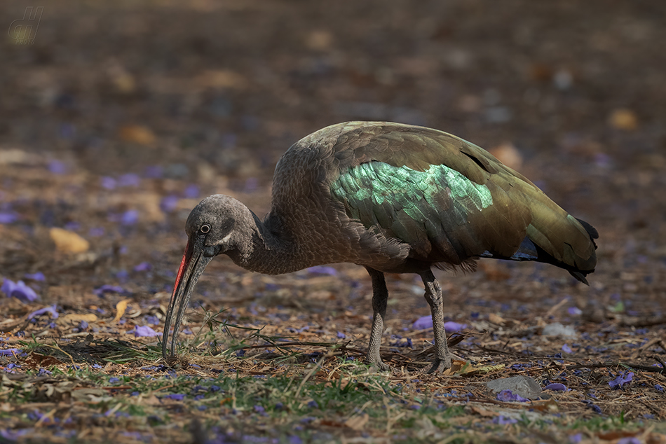 ibis hagedaš - Bostrychia hagedash