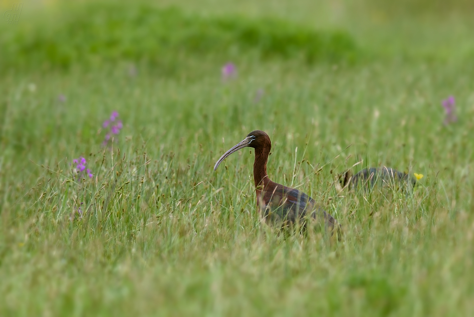 ibis hnědý - Plegadis falcinellus