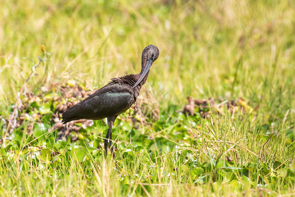 ibis hnědý - Plegadis falcinellus