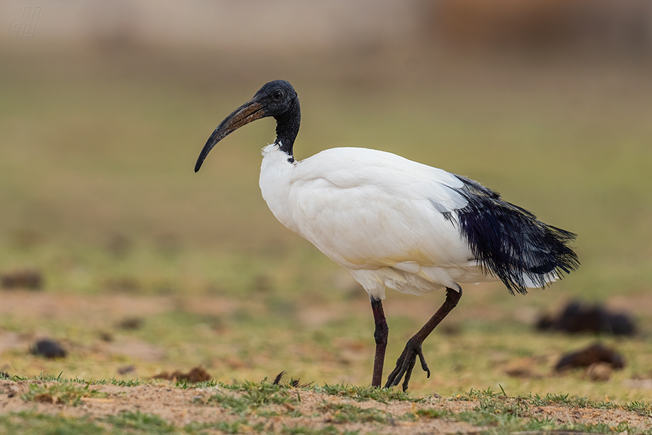 ibis posvátný - Threskiornis aethiopicus