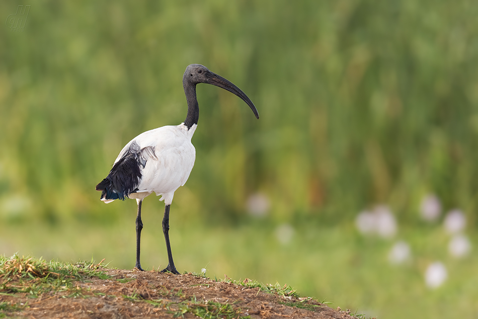 ibis posvátný - Threskiornis aethiopicus