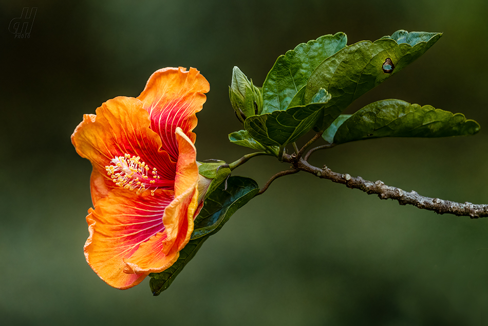 ibišek čínská růže - Hibiscus rosa-sinensis