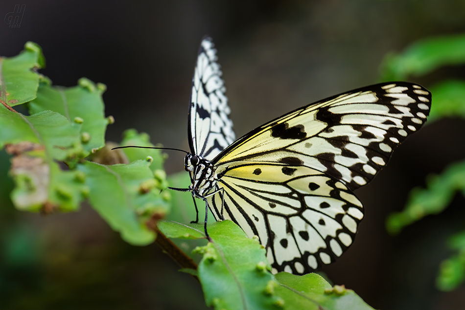 Idea leuconoe