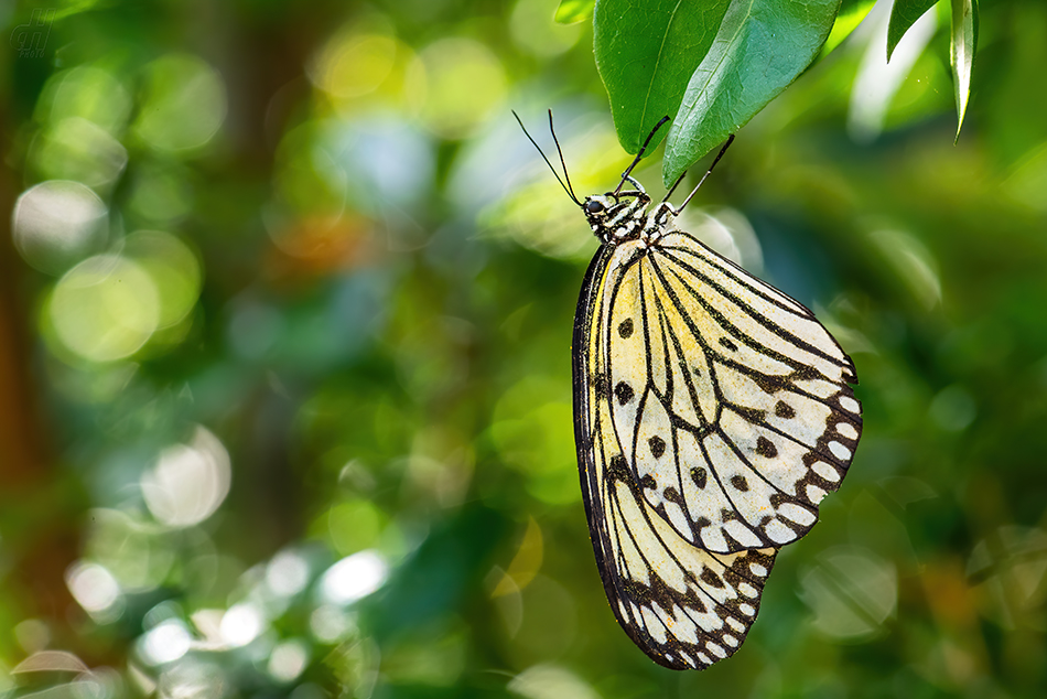 Idea leuconoe