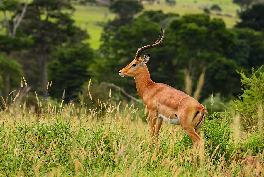 impala - Aepyceros melampus