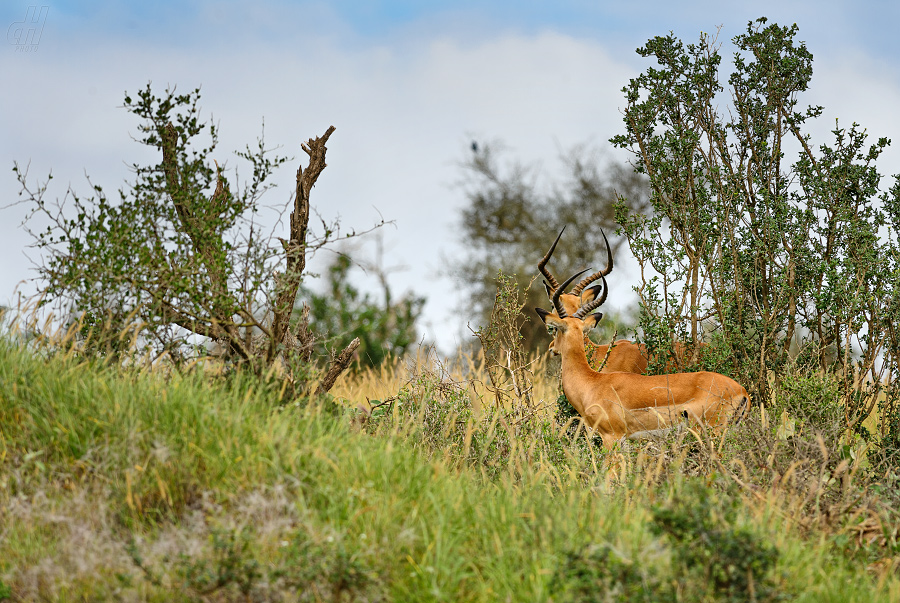 impala - Aepyceros melampus