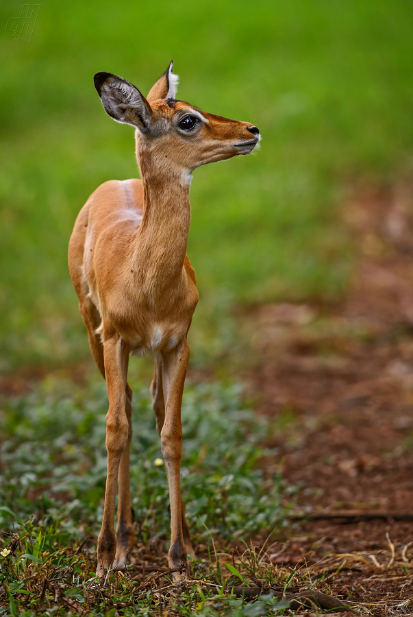 impala - Aepyceros melampus