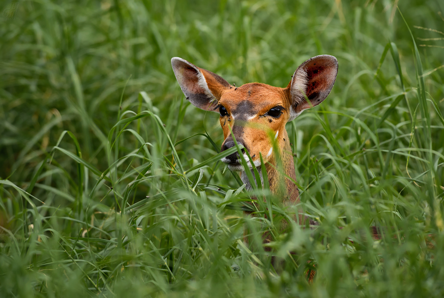 impala - Aepyceros melampus