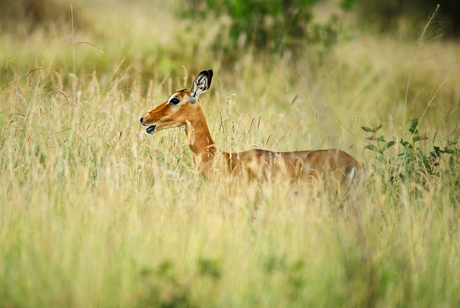 impala - Aepyceros melampus