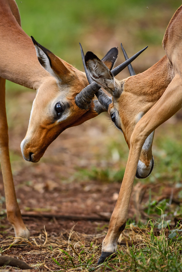 impala - Aepyceros melampus