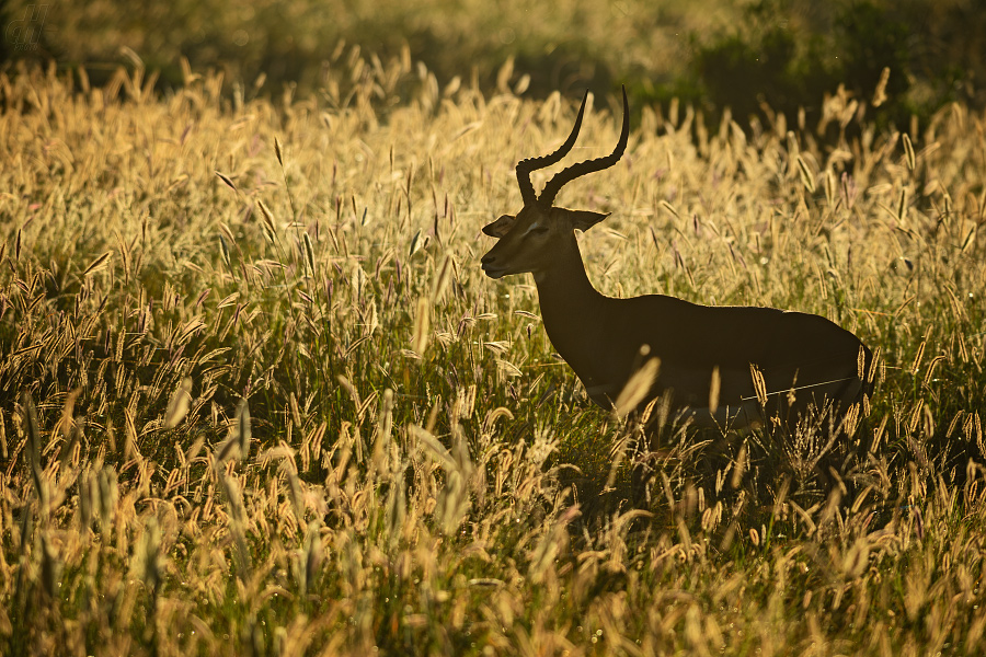 impala - Aepyceros melampus