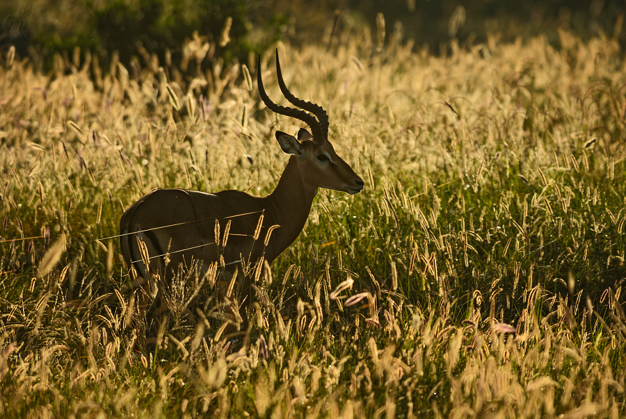 impala - Aepyceros melampus