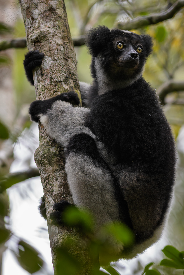 indri - Indri indri