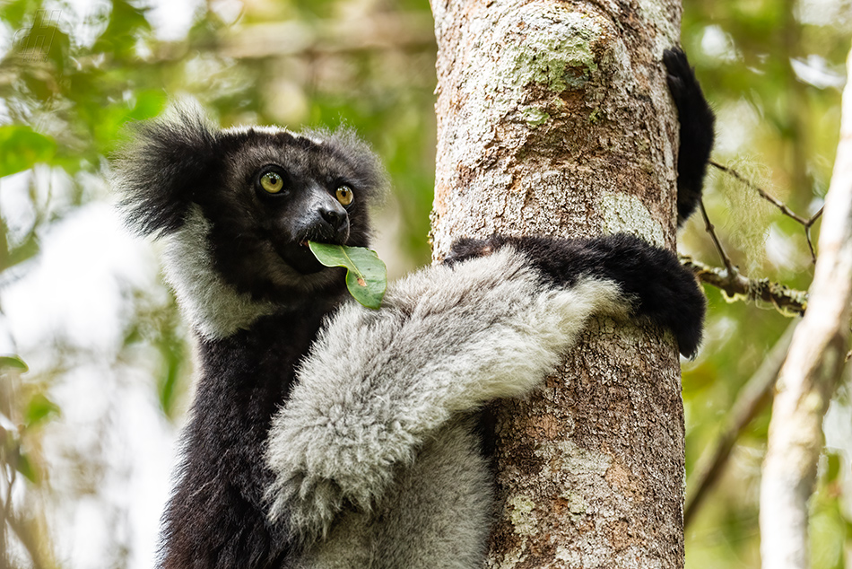 indri - Indri indri