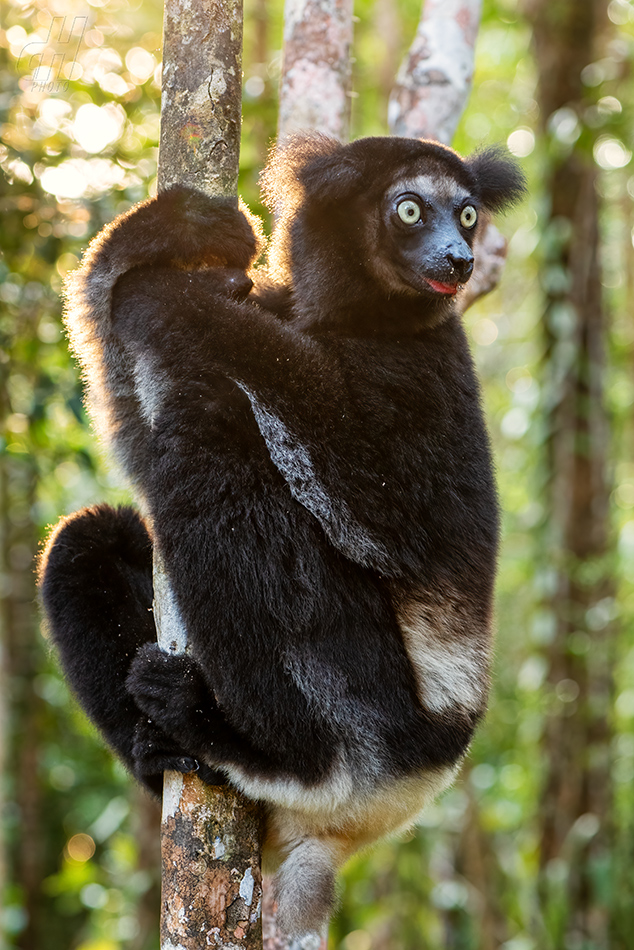 indri - Indri indri