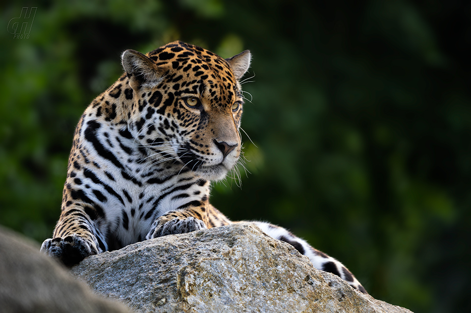 jaguár - Panthera onca