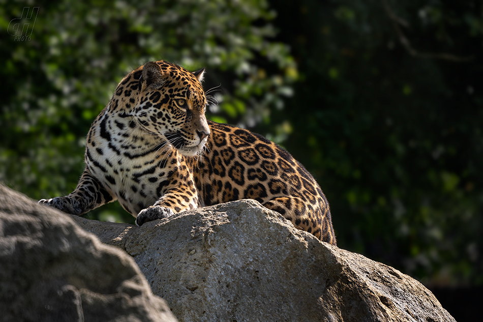 jaguár - Panthera onca