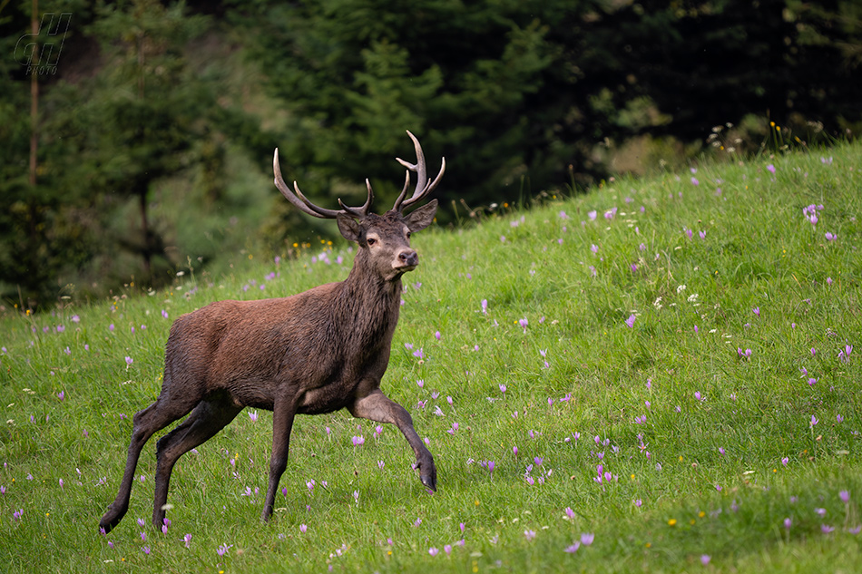 jelen evropský - Cervus elaphus