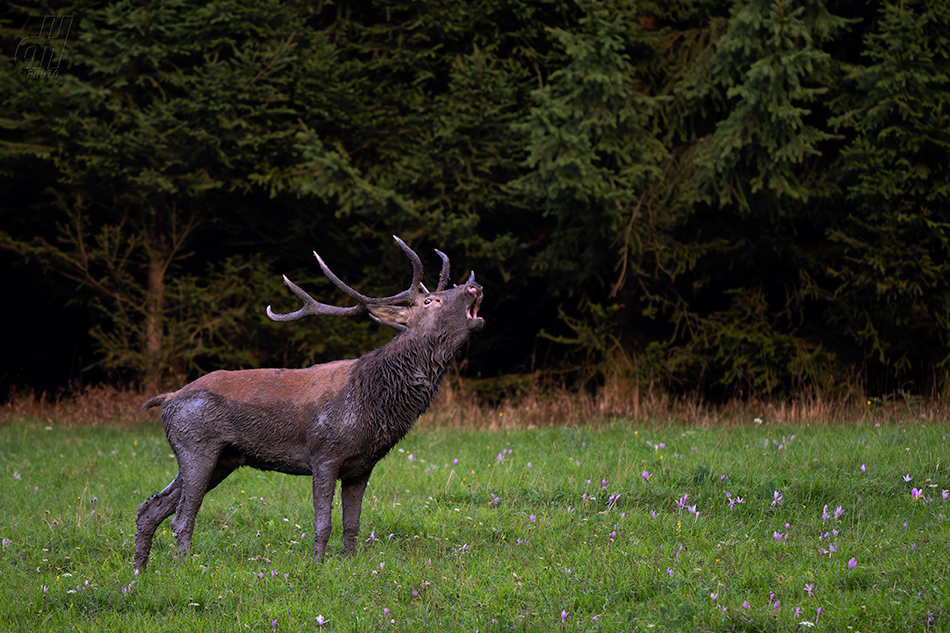 jelen evropský - Cervus elaphus