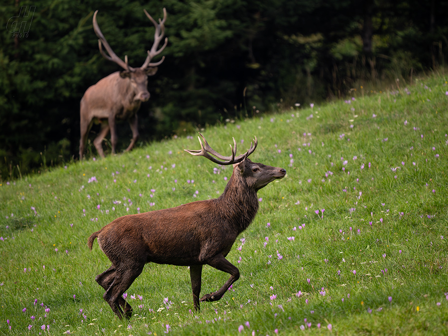 jelen evropský - Cervus elaphus